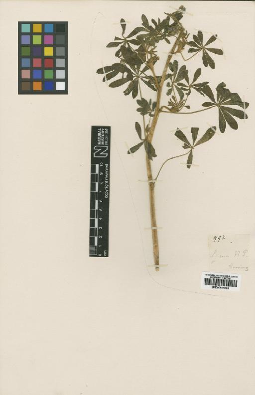 Lupinus lindleyanus Agardh - BM000901028