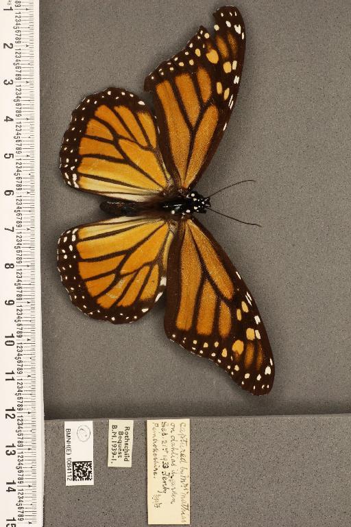 Danaus plexippus (Linnaeus, 1758) - BMNHE_1084112_53271