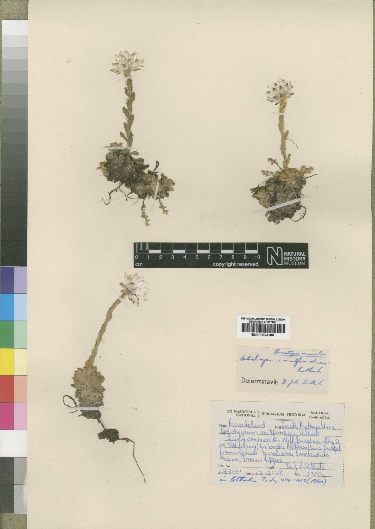 To NHMUK collection (Helichrysum milfordiae Killick; Paratype; NHMUK:ecatalogue:4529214)