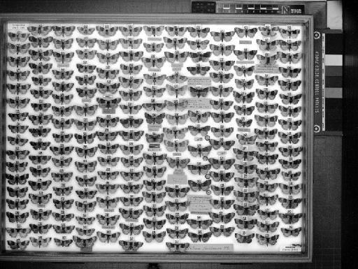 Tetheella fluctuosa (Hübner, 1803) - 65_012_1