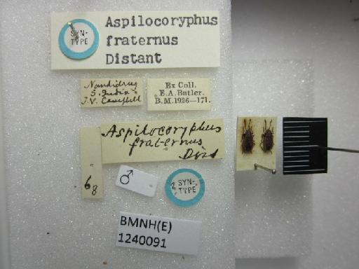 Aspilocoryphus fraternus Distant, 1918 - Aspilocoryphus fraternus-BMNH(E)1240091-Syntype male dorsal & labels