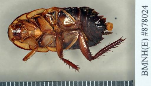 Periplaneta semivitta Walker, 1868 - Periplaneta semivitta Walker, F, 1868, female, holotype, ventral. Photographer: Heidi Hopkins. BMNH(E)#878024