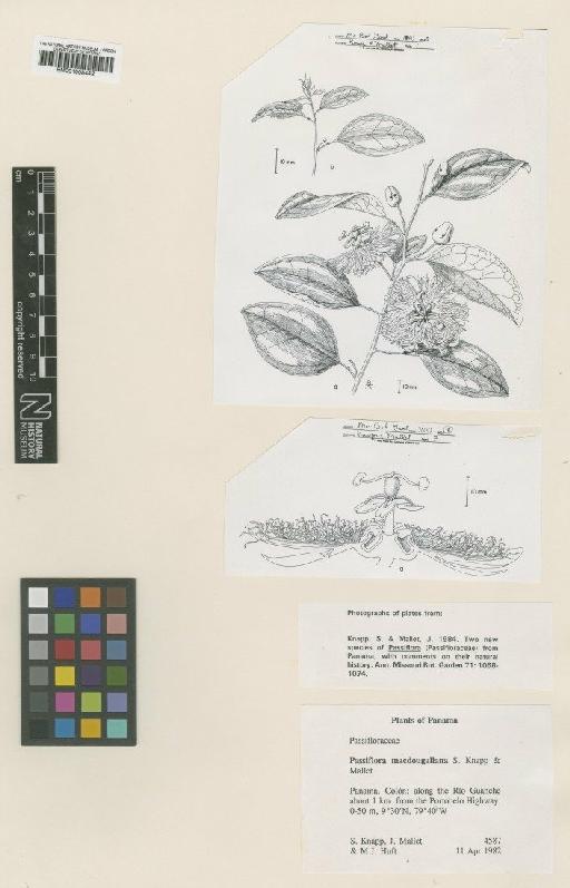 Passiflora macdougaliana S.Knapp & Mallet - BM001008442