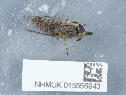 Haematopota grandis Meigen, 1820 - 015556943_1
