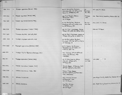 Trapezia tigrina subsection Heterotremata section Eubrachyura Eydoux & Souleyet, 1842 - Zoology Accessions Register: Crustacea: 1984 - 1991: page 95