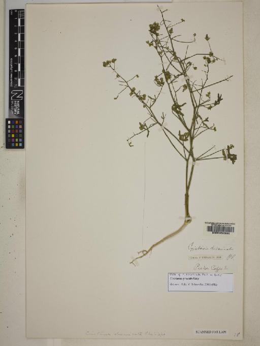 Cristaria gracilis Gay - BM000603906