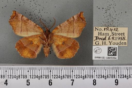 Selenia dentaria (Fabricius, 1775) - BMNHE_1885094_444949