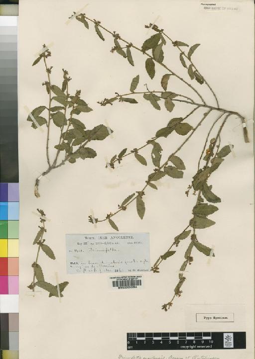 Triumfetta angolensis Sprague & Hutch. - BM000630924