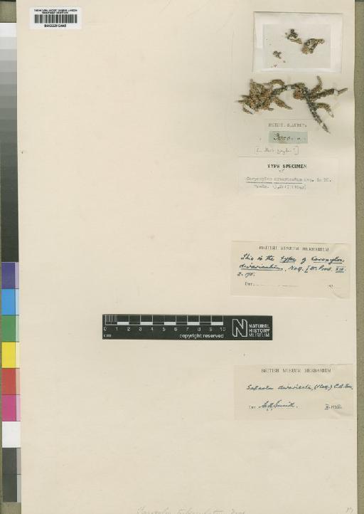 Salsola capensis Botsch - BM000910445