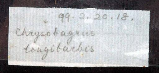 Chrysobagrus longibarbis Boulenger, 1899 - 1899.2.20.18; Chrysobagrus longibarbis; image of jar label; ACSI project image