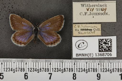 Plebejus argus masseyi Tutt, 1909 - BMNHE_1368706_164896