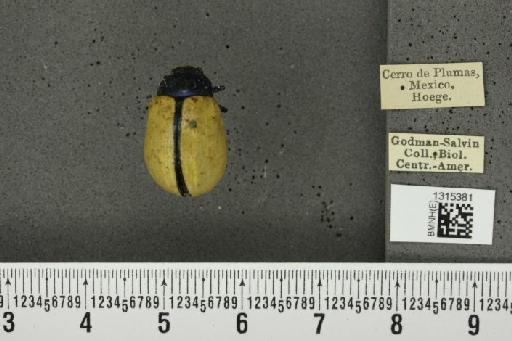 Leptinotarsa cacica Stål, 1858 - BMNHE_1315381_14877