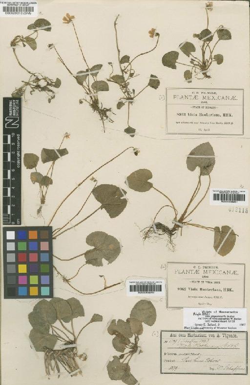 Viola jalapaensis W.Becker - BM000529916
