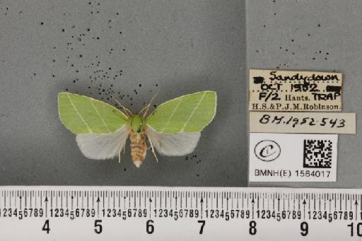 Bena bicolorana (Fuessly, 1775) - BMNHE_1564017_293187