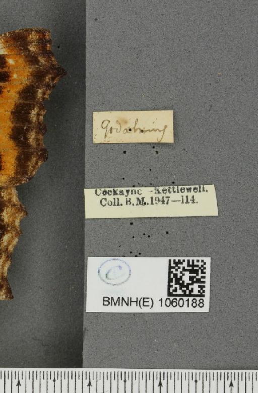 Nymphalis polychloros ab. cassubiensis Heinrich, 1910 - BMNHE_1060188_label_20368