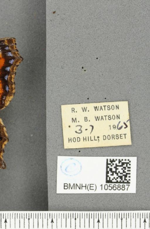 Aglais urticae ab. pseudoconnexa Cabeau, 1927 - BMNHE_1056887_label_46568