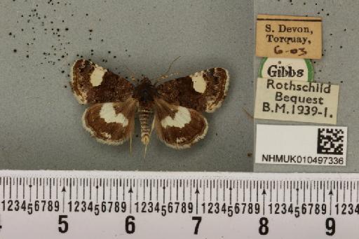 Tyta luctuosa ab. ochracea Tutt, 1892 - NHMUK_010497336_555914