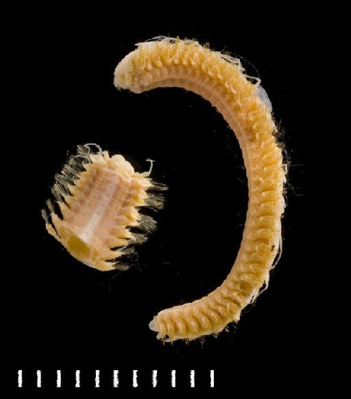 Polyeunoa laevis McIntosh, 1885 - Polychaete type specimen 1885.12.1.56 lateral