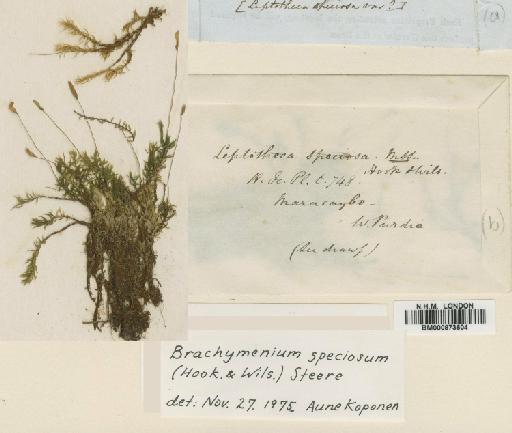 Brachymenium speciosum (Hook.f. & Wilson) Steere - BM000873604