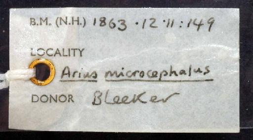 Arius microcephalus Bleeker, 1855 - 1863.12.11.149; Arius microcephalus; image of jar label; ACSI project image