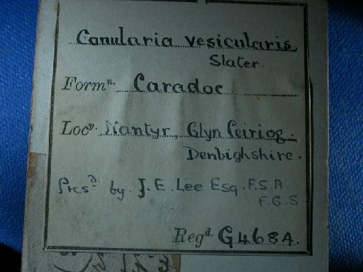 Conularia vesicularis Slater, 1907 - G 4684. Metaconularia vesicularis (label.2)