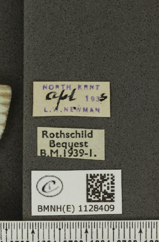 Pieris napi sabellicae ab. pallidus Frohawk, 1938 - BMNHE_1128409_label_81456