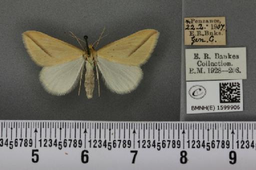 Rhodometra sacraria ab. ochracearia Fuchs, 1903 - BMNHE_1599906_300844
