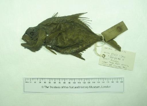 Scomber filamentosus Park, 1797 - 1863.11.12.26, SYNTYPE, Scomber filamentosus