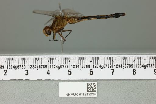 Orthetrum machadoi Longfield, 1955 - 011249034_lateral