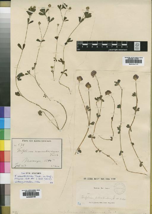 Trifolium subrotundum Steud. & Hochst. - BM000843187