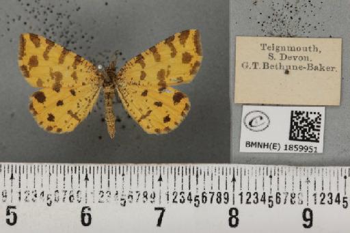 Pseudopanthera macularia (Linnaeus, 1758) - BMNHE_1859951_430288