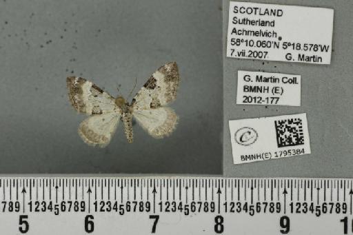 Perizoma blandiata blandiata (Denis & Schiffermüller, 1775) - BMNHE_1795384_372490