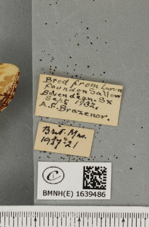 Phalera bucephala ab. tenebricosa Stertz, 1912 - BMNHE_1639486_label_208702