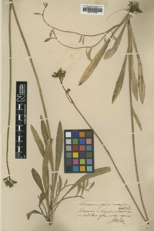 Hieracium bauhini subsp. adenocladum Rehm - BM001047899