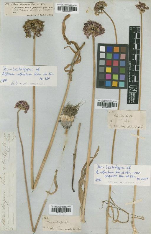 Allium robustum Kar. & Kir. - BM000958311