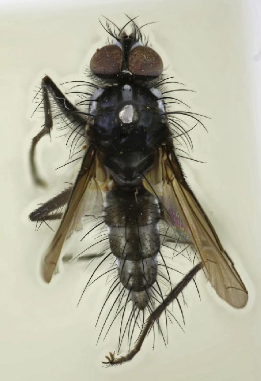 Leptomacquartia planifrons Townsend, 1919 - Leptomacquartia planifrons PT dorsal