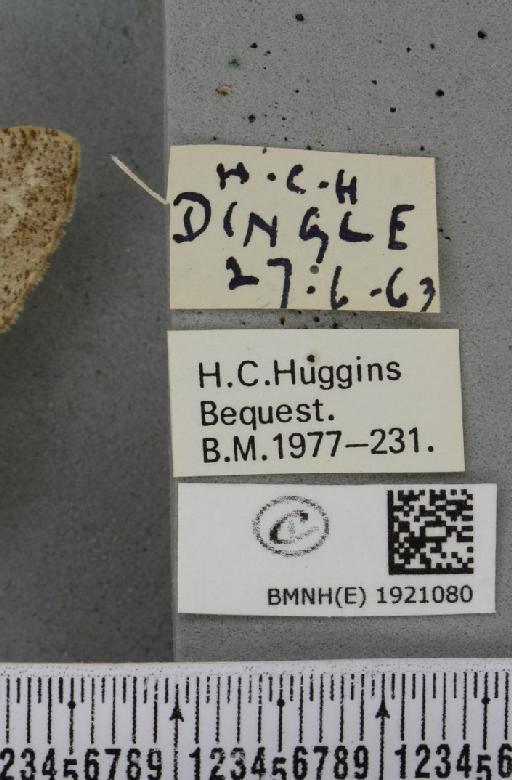 Alcis repandata repandata (Linnaeus, 1758) - BMNHE_1921080_label_476858