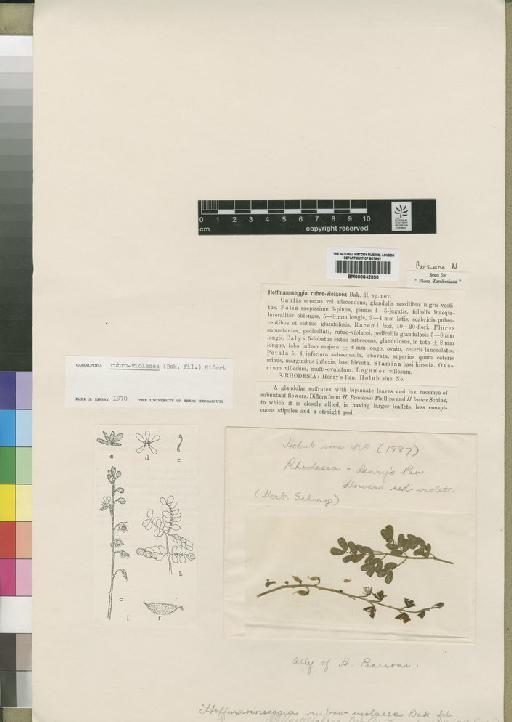 Caesalpinia rubro-violacea (Baker f.) Eifert - BM000842330
