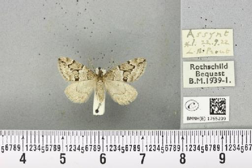 Thera juniperata orcadensis Cockayne, 1950 - BMNHE_1765209_356958