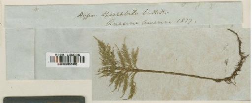 Pleuroziopsis ruthenica (Weinm.) Kindb. ex E.Britton - BM000851395