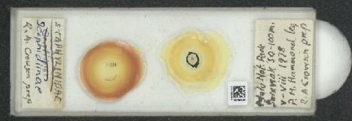 Scaphidiinae Latreille, 1806 - 010189082_127044_471469