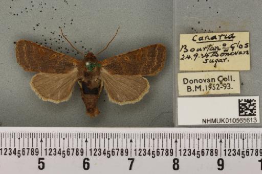 Agrochola lychnidis ab. canaria Esper, 1791 - NHMUK_010565613_623308