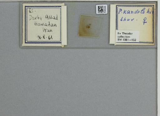 Phlebotomus (Larroussius) kandelakii kandelakii Shchurenkova - 015283747_811457_1329594_157750_NoStatus