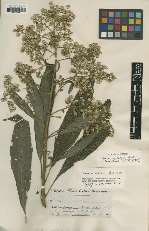 Senecio cabrerae Cuatrec. - BM001024027