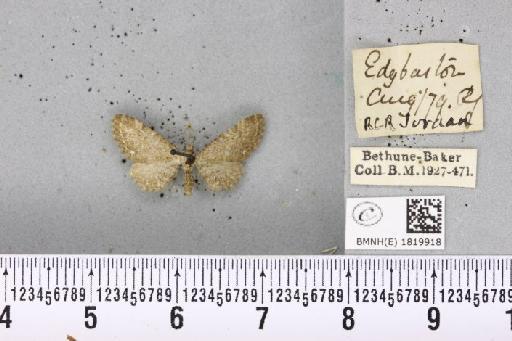 Eupithecia vulgata (Haworth, 1809) - BMNHE_1819918_392470