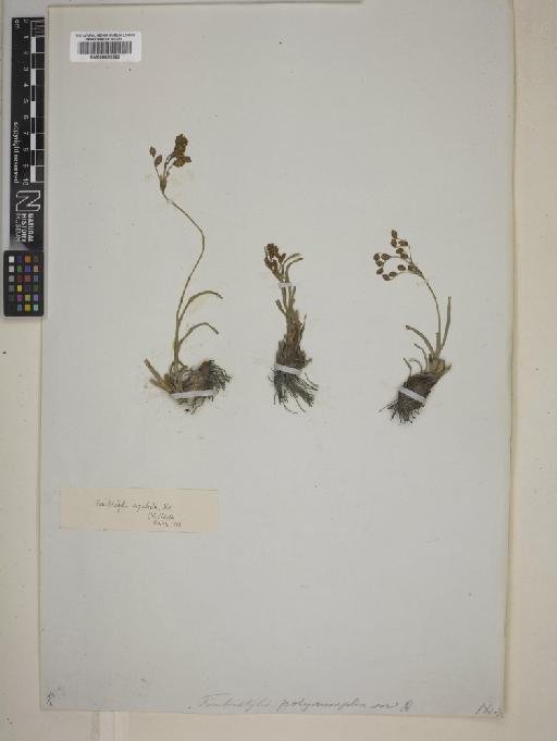 Fimbristylis rigidula Nees - BM000832626