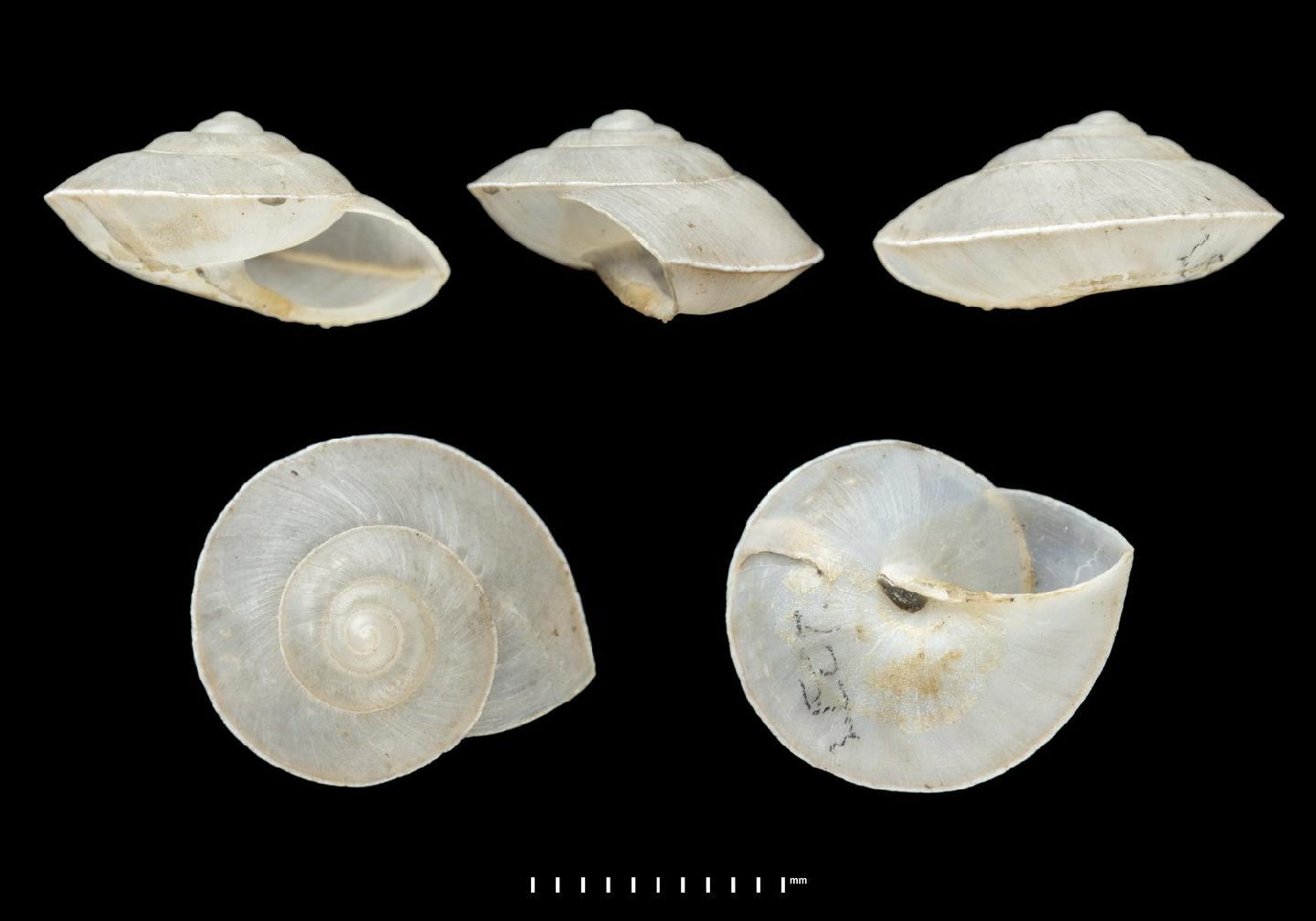 To NHMUK collection (Helix leucotropis Pfeiffer, 1861; SYNTYPES; NHMUK:ecatalogue:9611471)