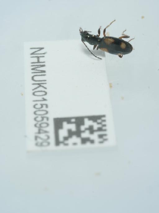 Bembidion (Nepha) genei illigeri Netolitzky, 1914 - 015059429_2