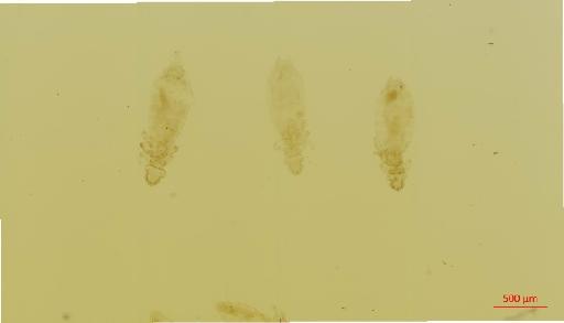 Gliricola mesomydis Werneck, 1933 - 010648842__2017_07_17-Scene-1-ScanRegion0