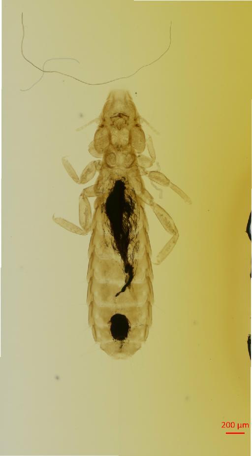 Mulcticola orientalis Tendeiro, 1962 - 010678210__2017_08_08-Scene-1-ScanRegion0